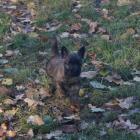 boy in autumn leaves.jpg